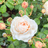 David Austin® Windermere Potted Rose Bush