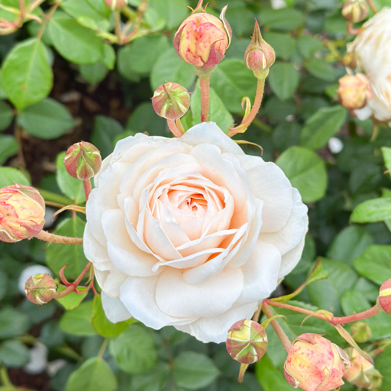 David Austin® Windermere Potted Rose Bush