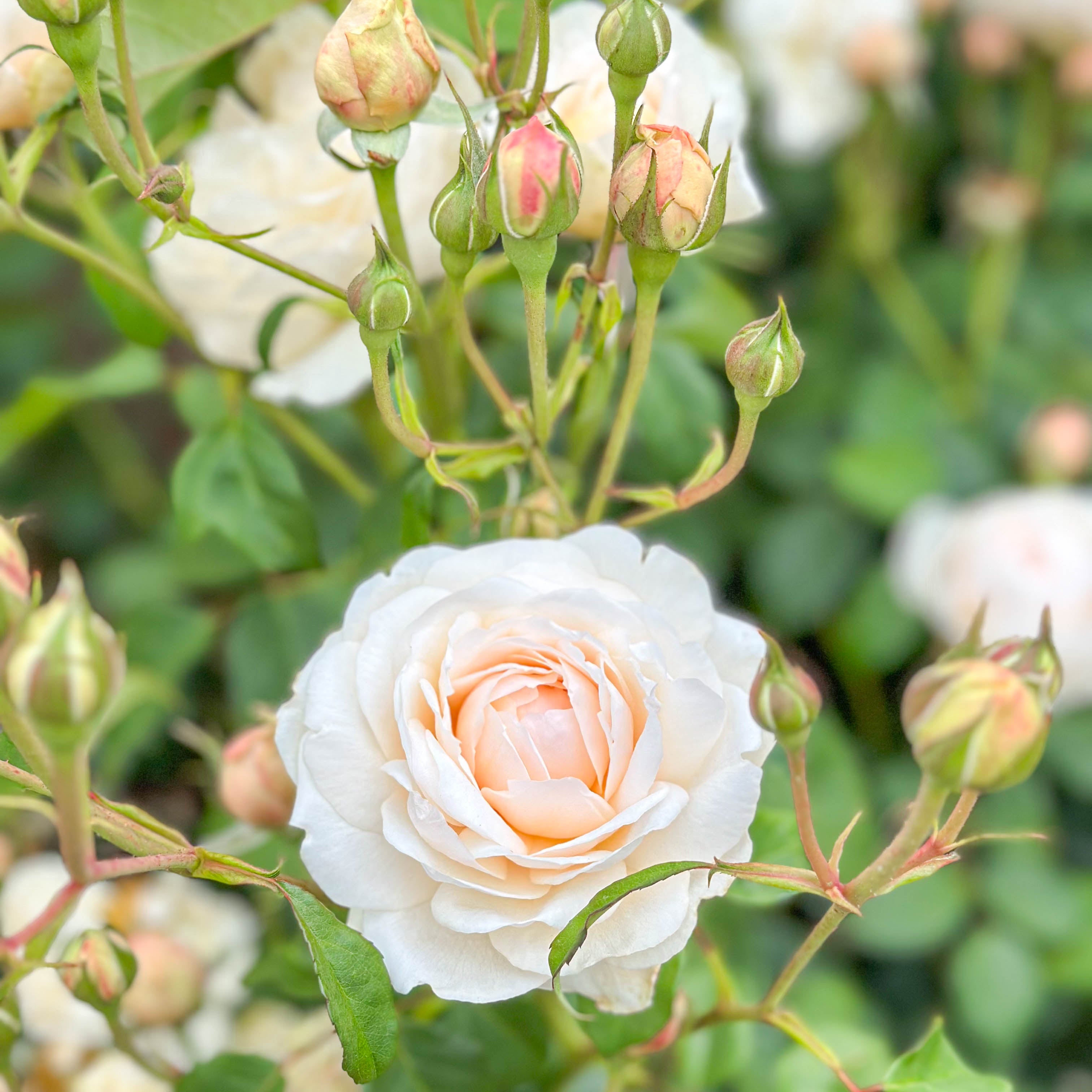 David Austin® Windermere Potted Rose Bush