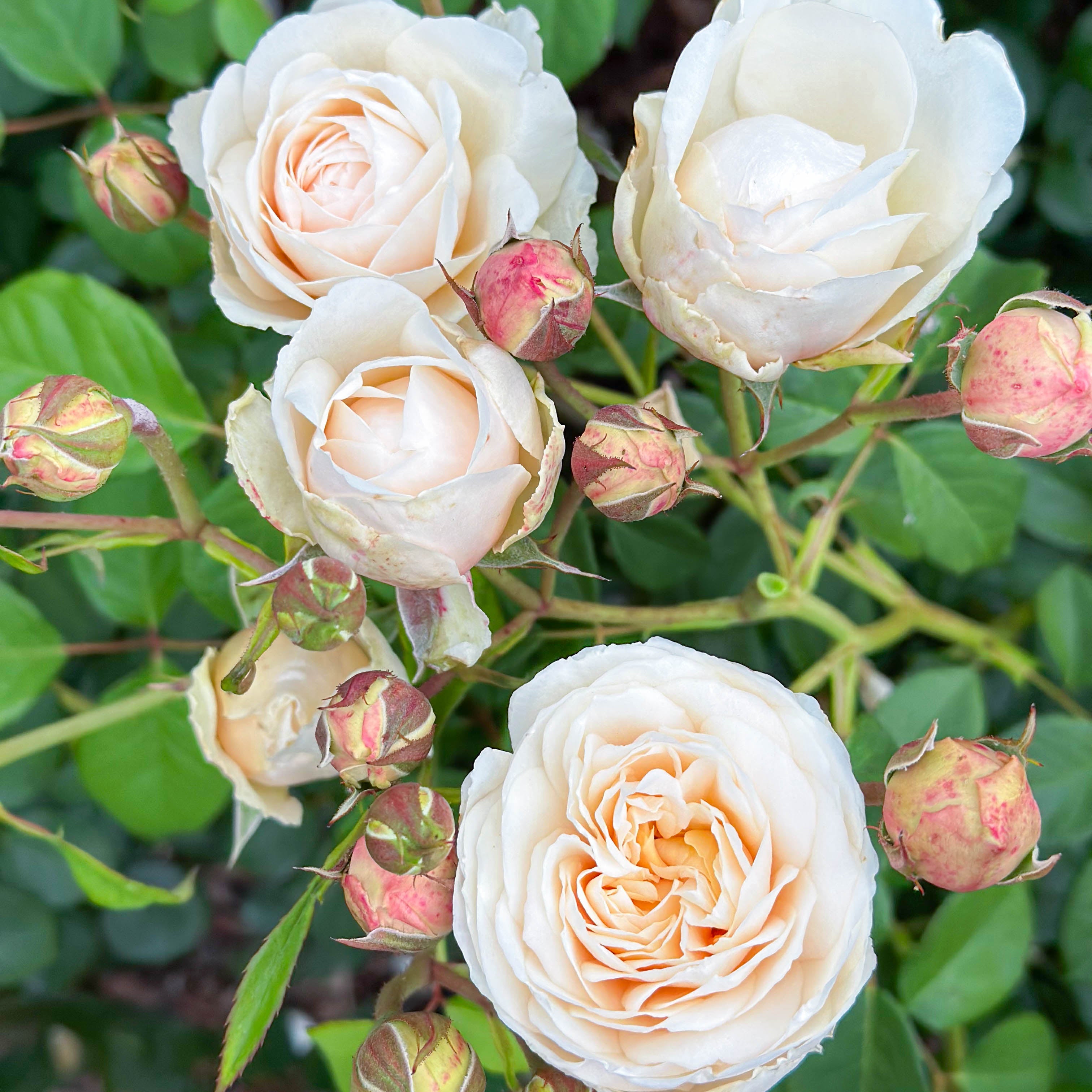 David Austin Windermere Rose Bush