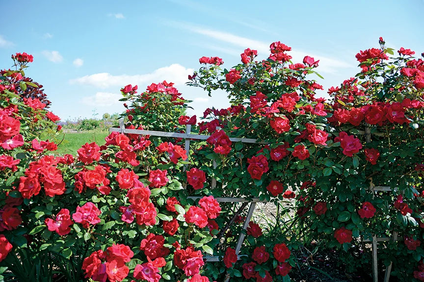 Winner’s Circle™ Potted Climbing Rose