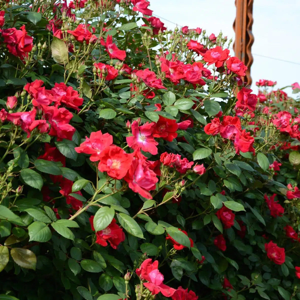 Winner’s Circle™ Potted Climbing Rose