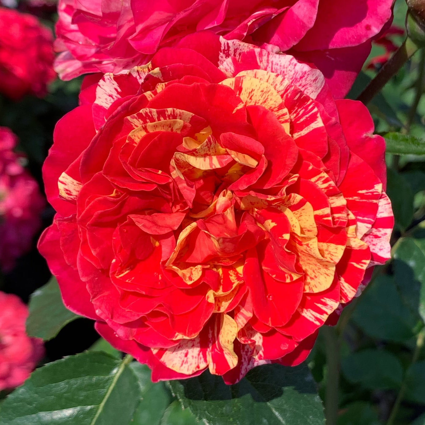 Close-up of a vibrant red and yellow flower with green leaves in the background