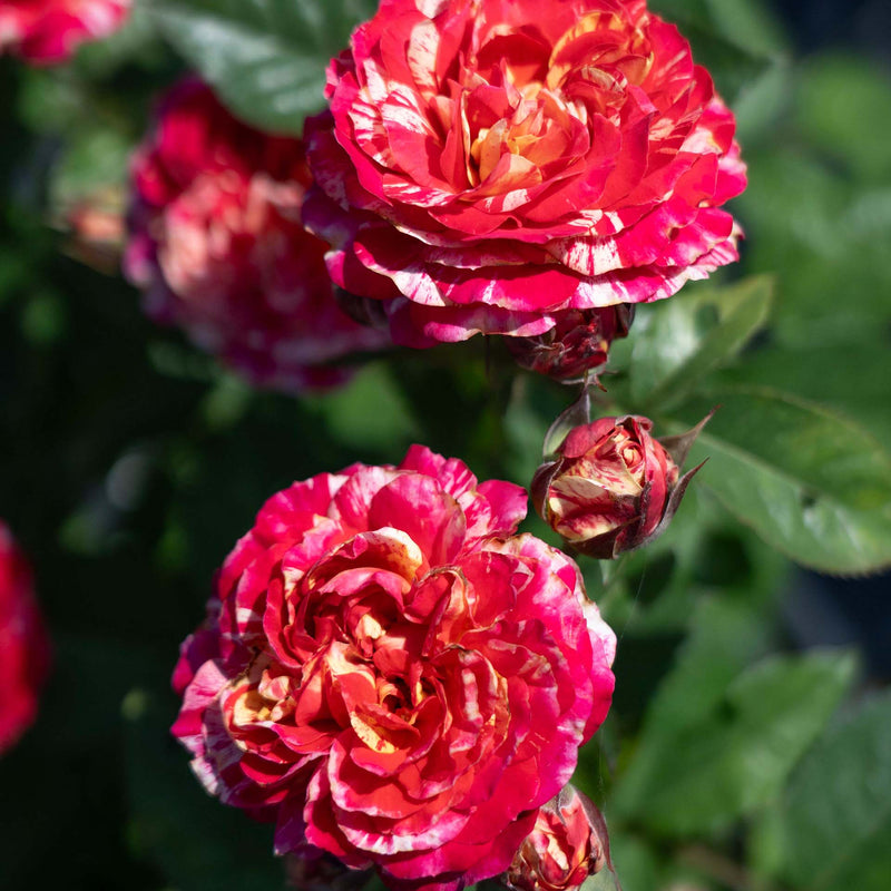 Winning Streak™ Bare Root Rose Bush