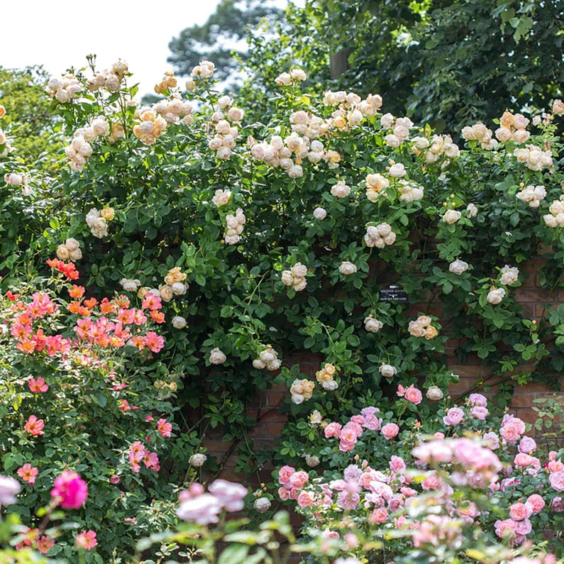 David Austin® Wollerton Old Hall® Potted Climbing Rose