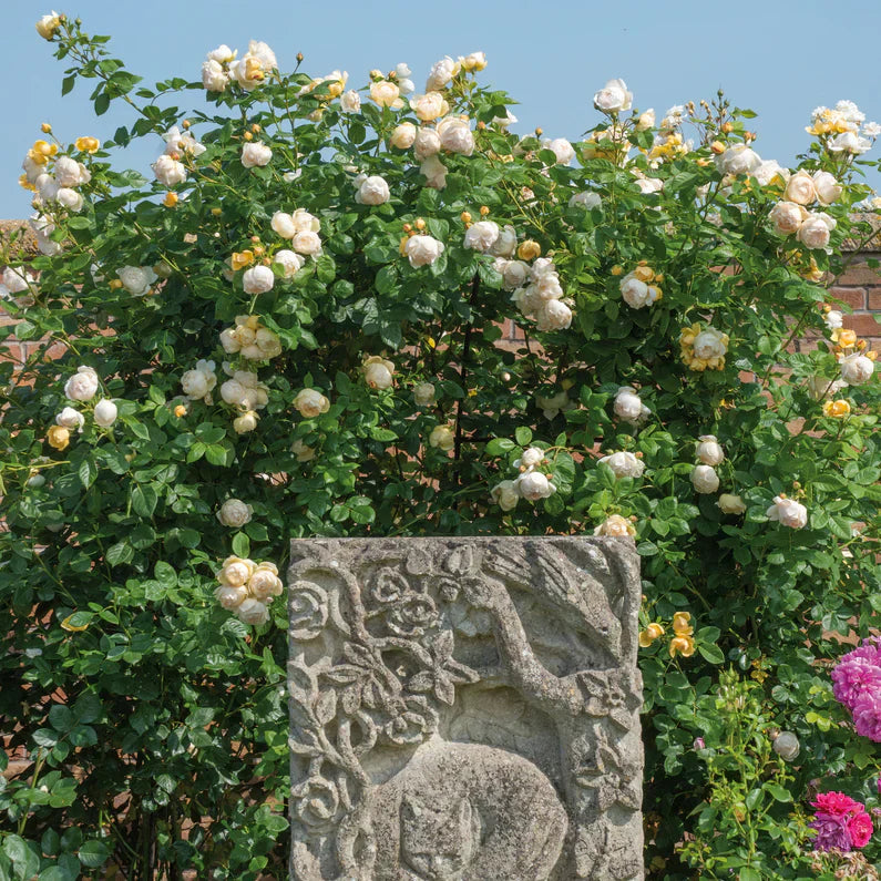 David Austin® Wollerton Old Hall® Potted Climbing Rose