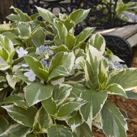 Hydrangea First Editions® Light-O-Day® Potted Hydrangea Plant