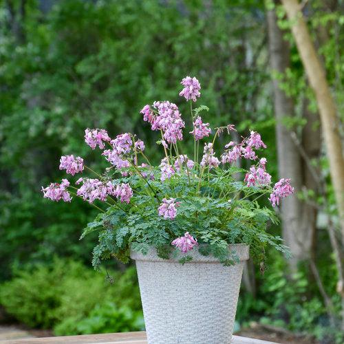 Bleeding Heart 'Pink Diamonds' Potted  Bleeding Heart Plant