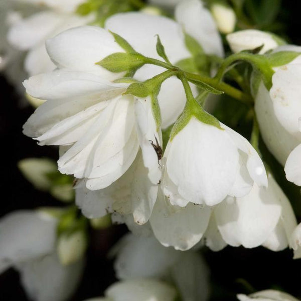 Snowbelle Mockorange | Fragrant Mockorange Shrub | Grace Rose Farm