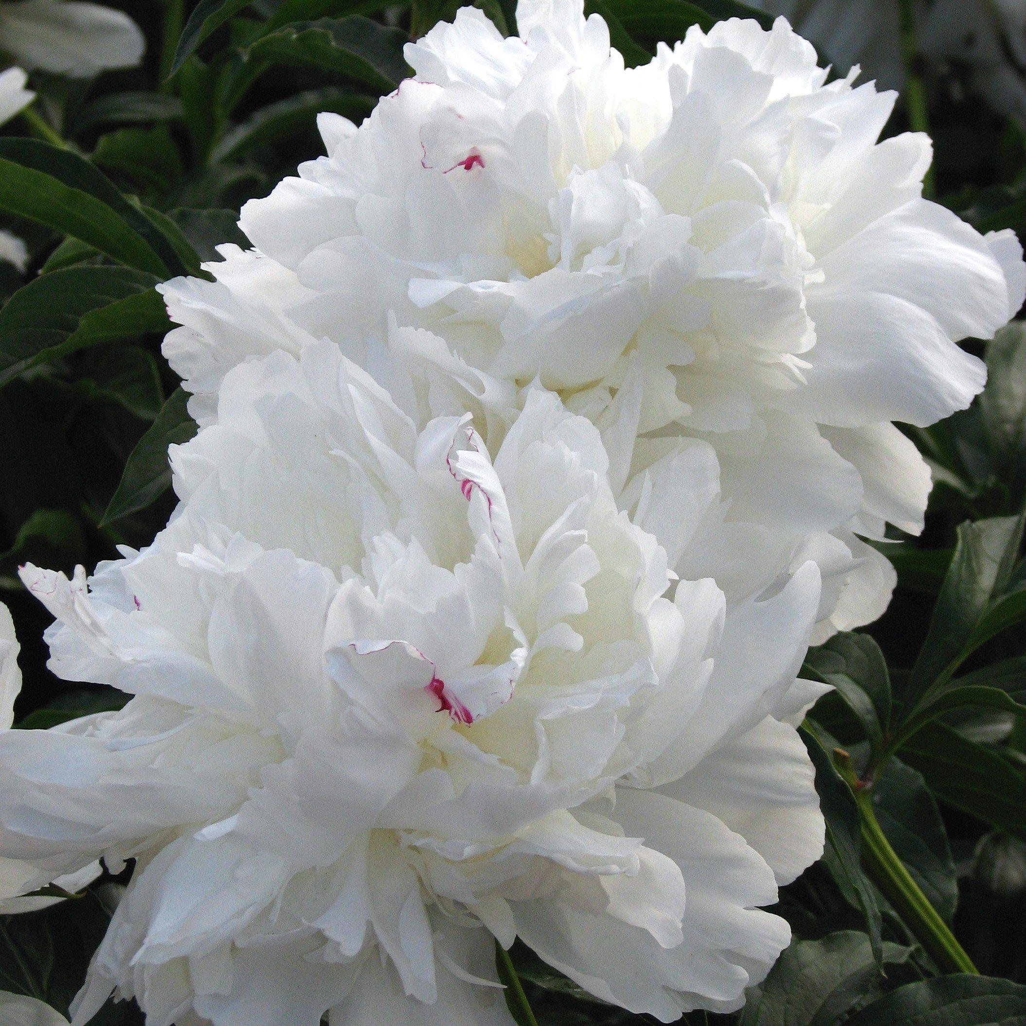 Peony 'Festiva Maxima'  Potted Peony Plant