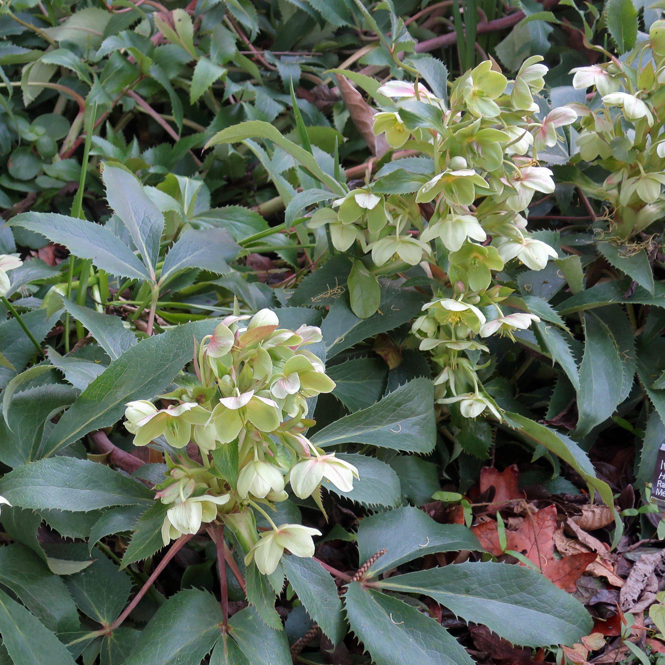 Grace Rose Farm Hellebore Lenten Rose - Thumbnail 2