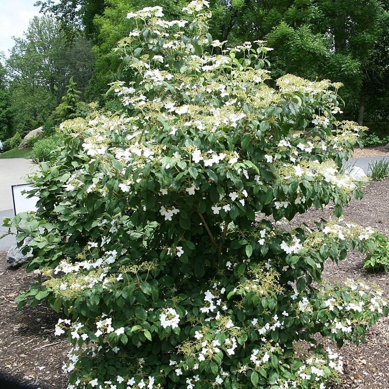 Viburnum 'Summer Snowflake' Potted Viburnum Bush