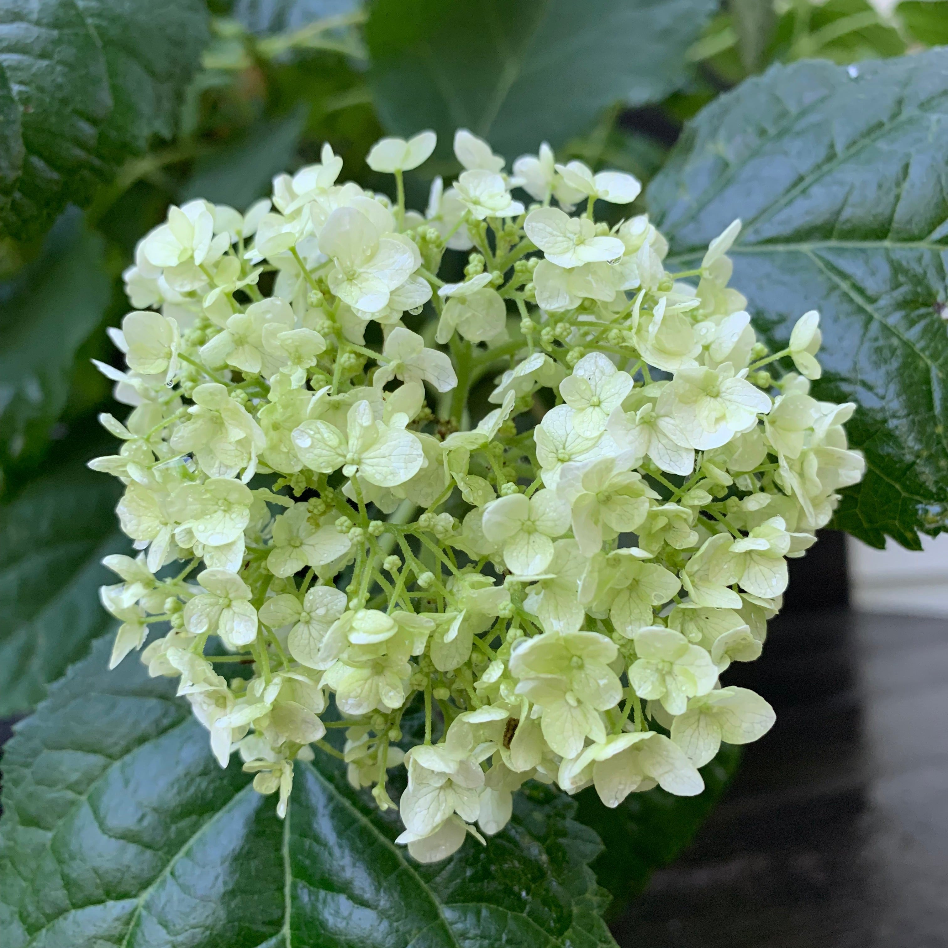 Hydrangea Annabelle Potted Smooth Hydrangea Bush