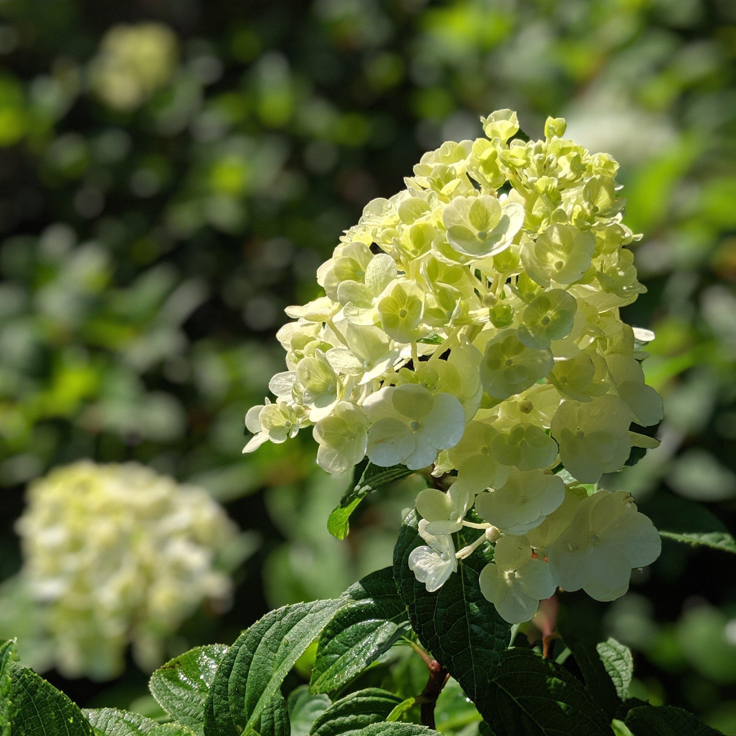Hydrangea First Editions® Strawberry Sundae® Potted Hydrangea Plant