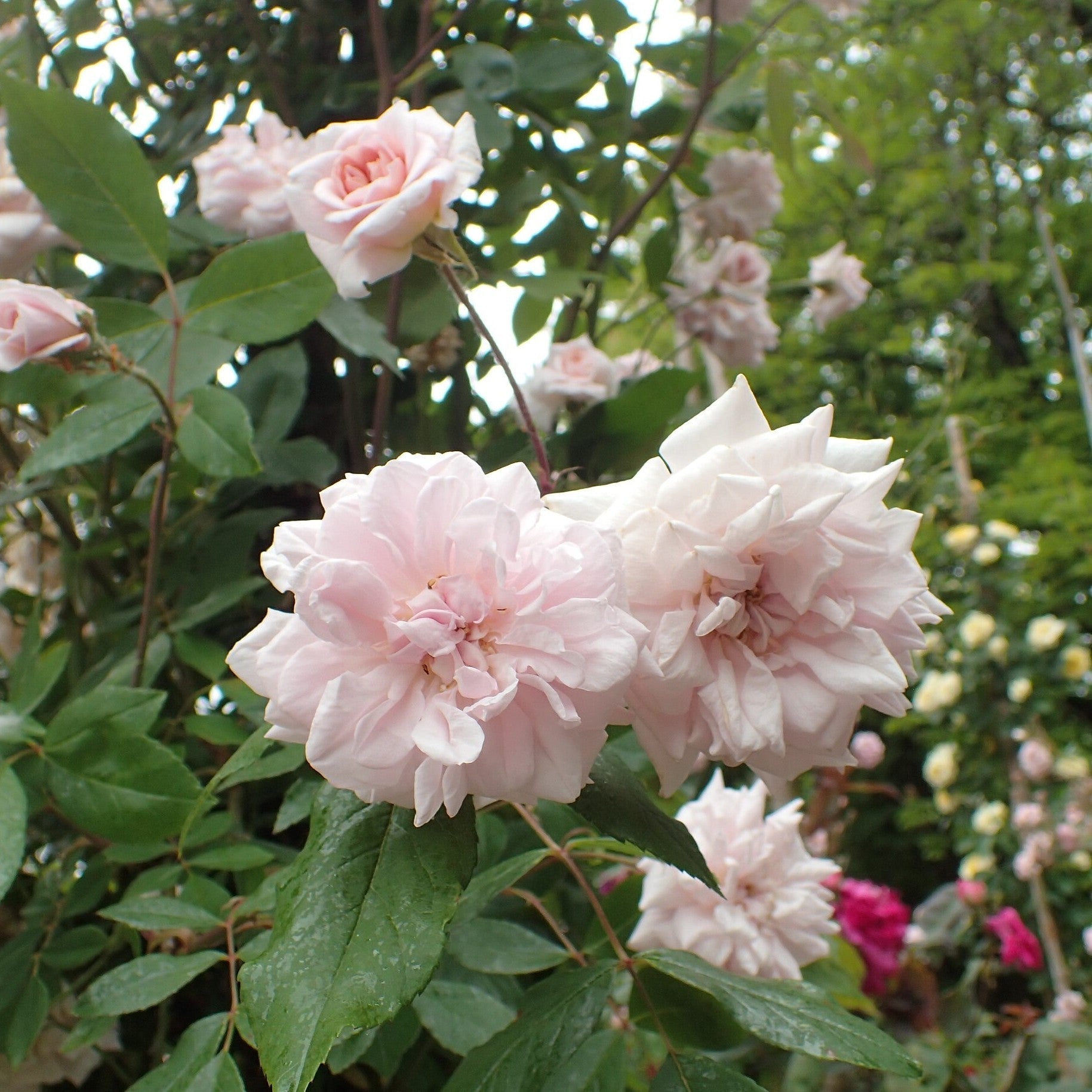 Grace Rose Farm Cecile Brunner Climbing Rose - Thumbnail 5