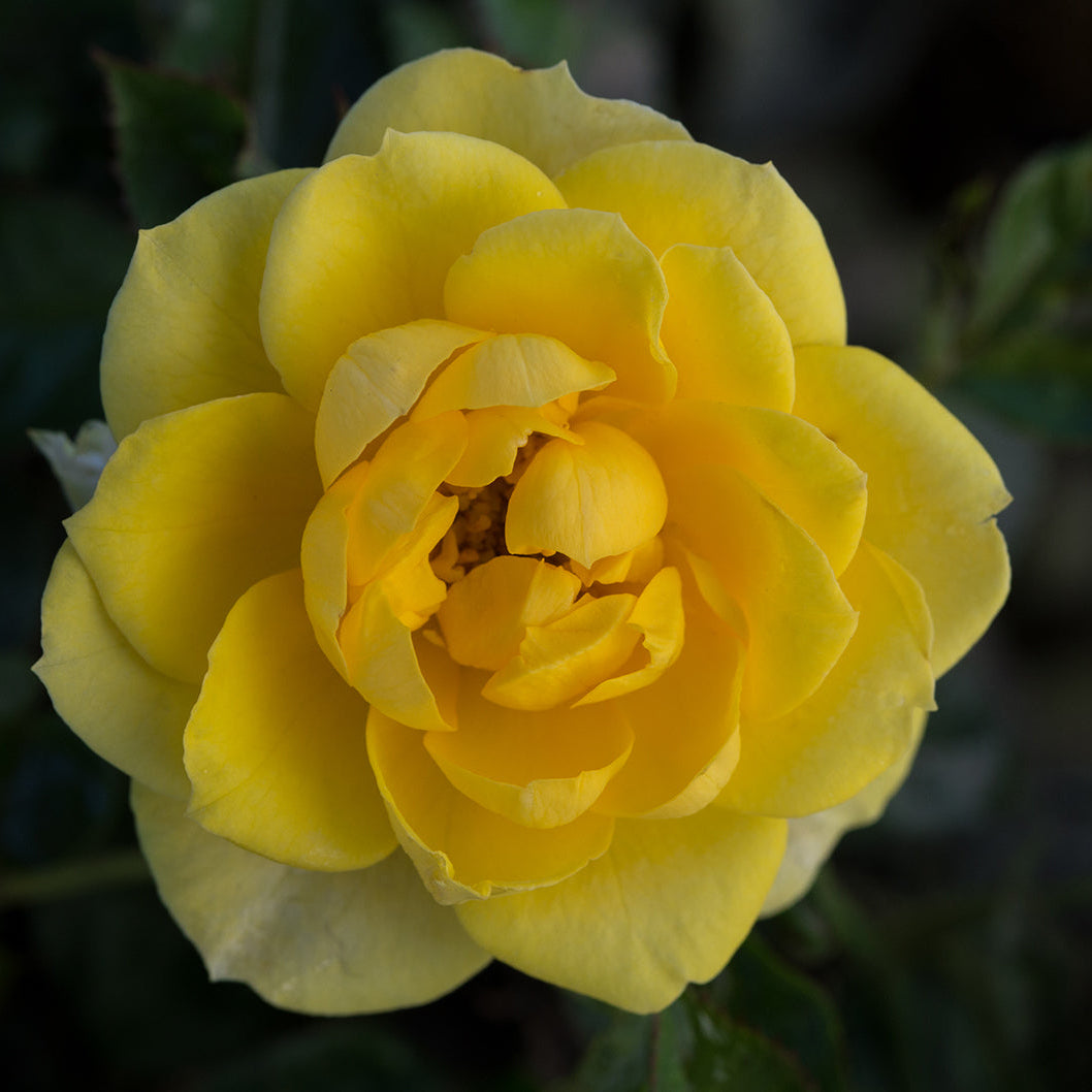 Sunblaze® Yellow Bare Root Tree Rose - POM POM