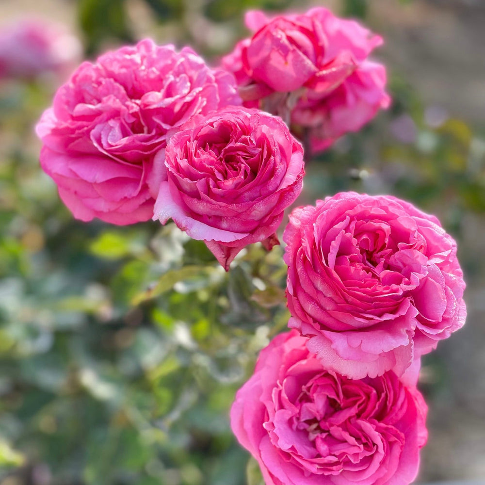 Tree Roses | Eye Level Beauty & Fragrance | Grace Rose Farm