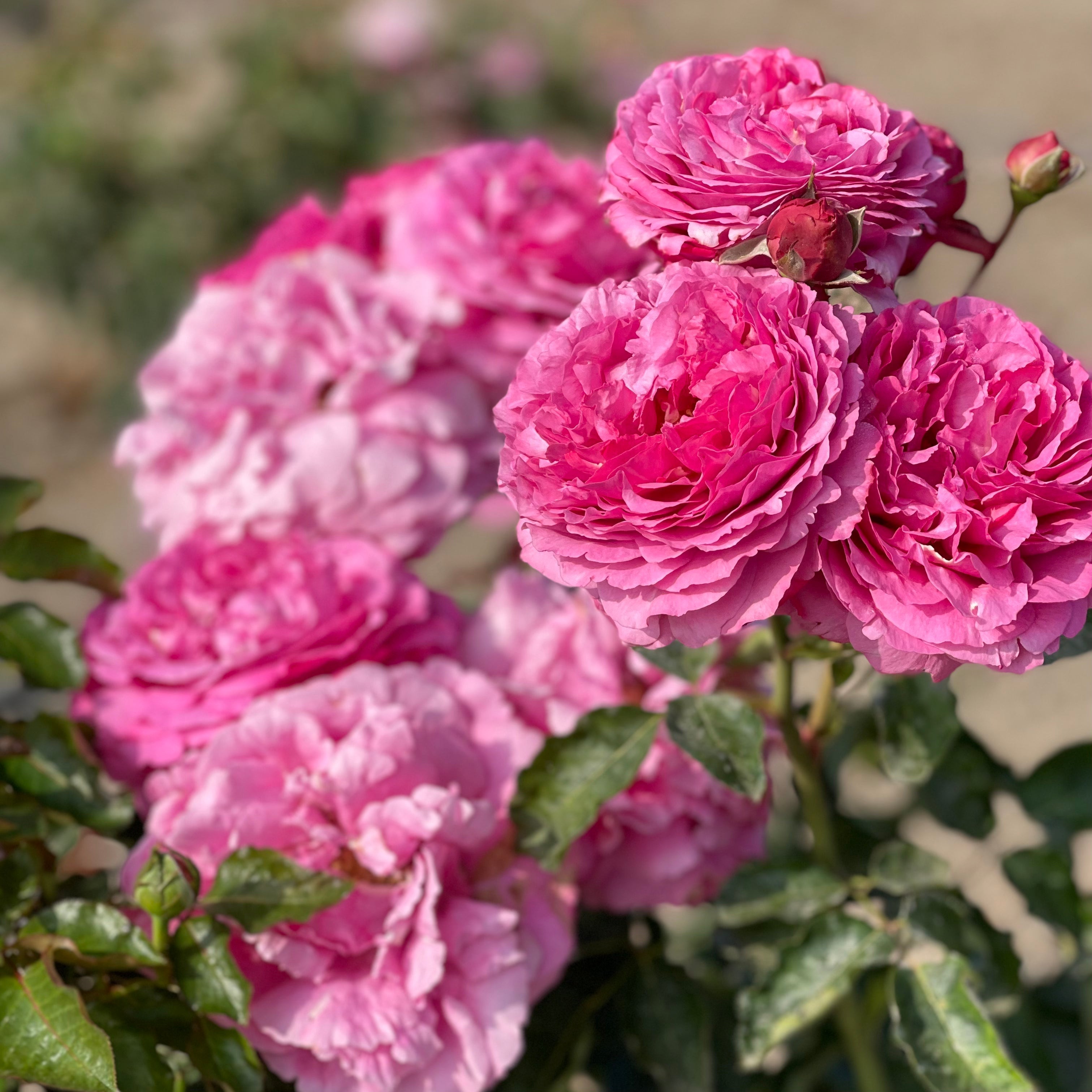 Yves Piaget rose