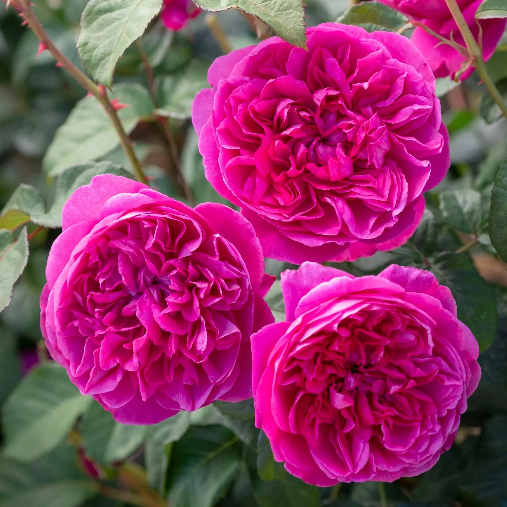David Austin James L. Austin Rose Bush - Thumbnail 4