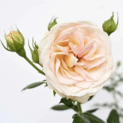 Top Cream™ Potted Rose Bush