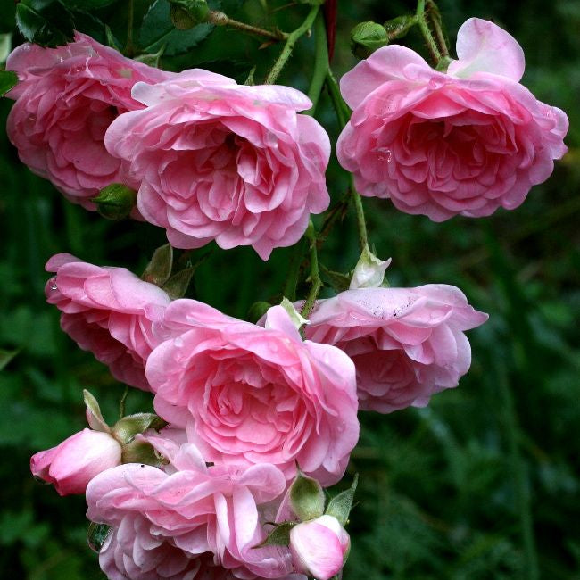 Weeping China Doll Potted Rose Bush