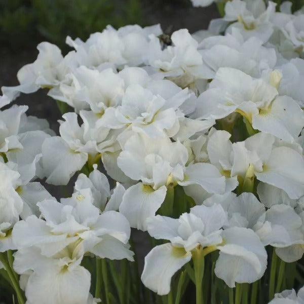 Iris Swans In Flight Potted Siberian Iris Plant