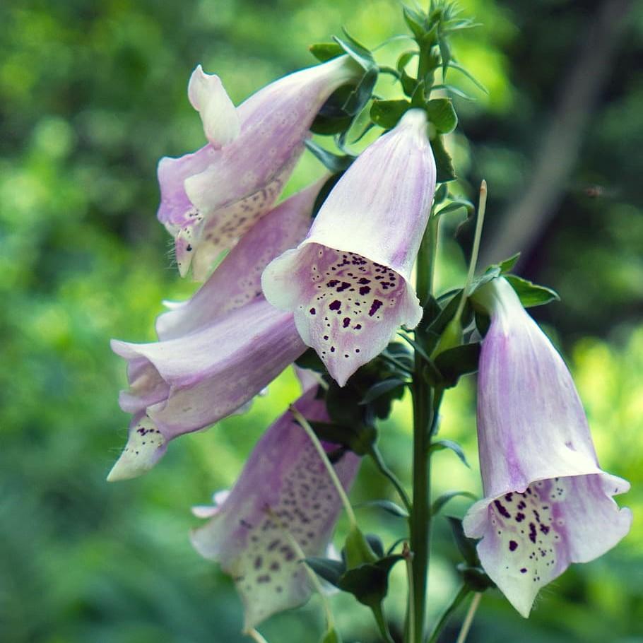 Foxglove Camelot Lavender Potted Foxglove Plant