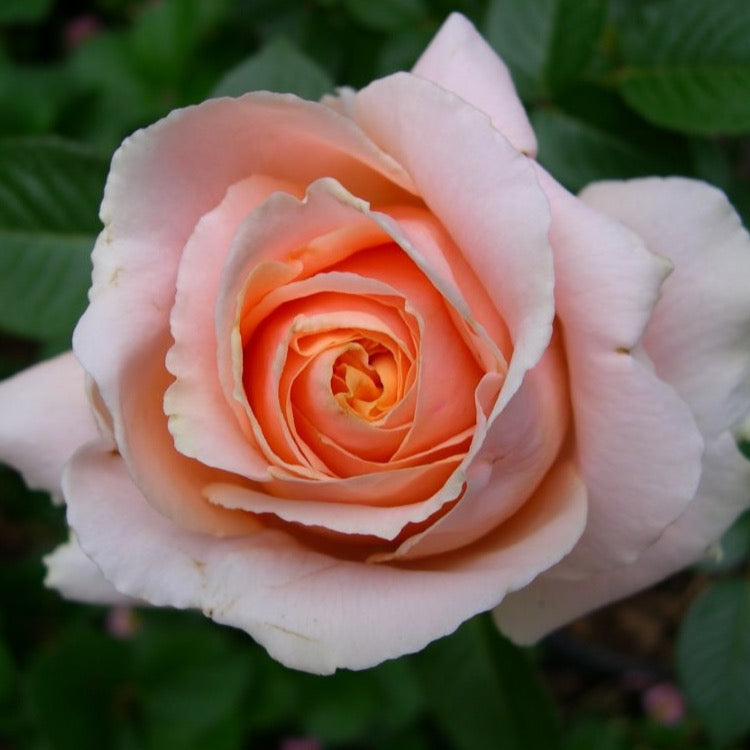 Abbaye de Cluny™ Bare Root Rose Bush