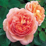 David Austin® Abraham Darby® Potted Rose Bush