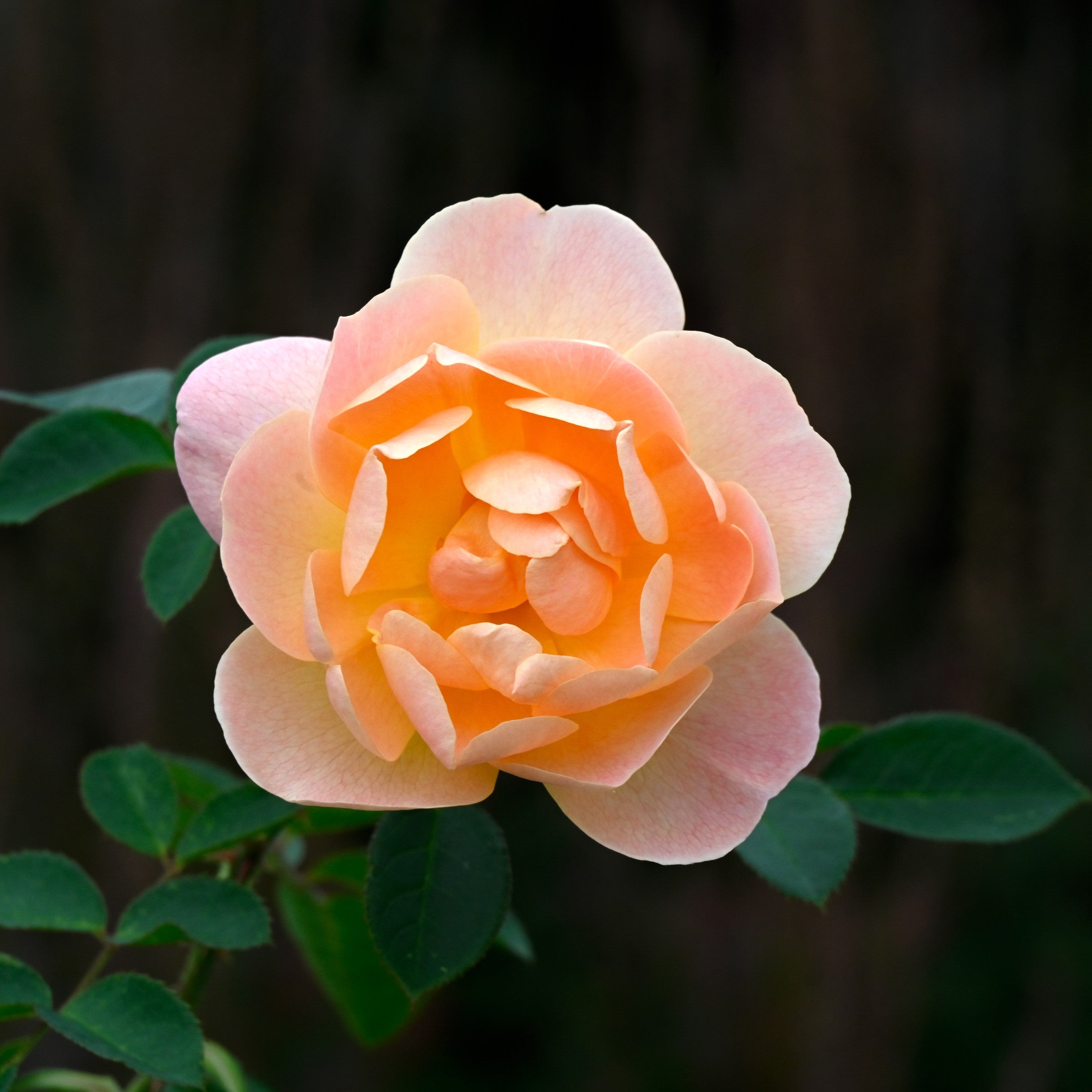 The Lark Ascending Potted Rose Bush | Apricot David Austin Rose