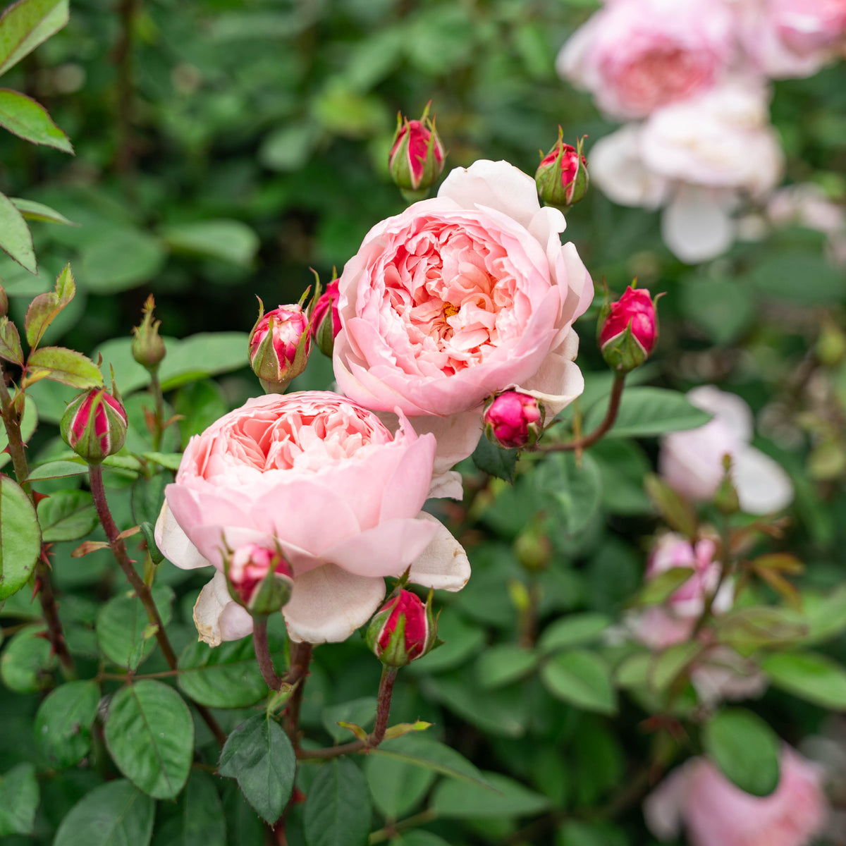 The Alnwick® Rose™  Bare Root Rose Bush