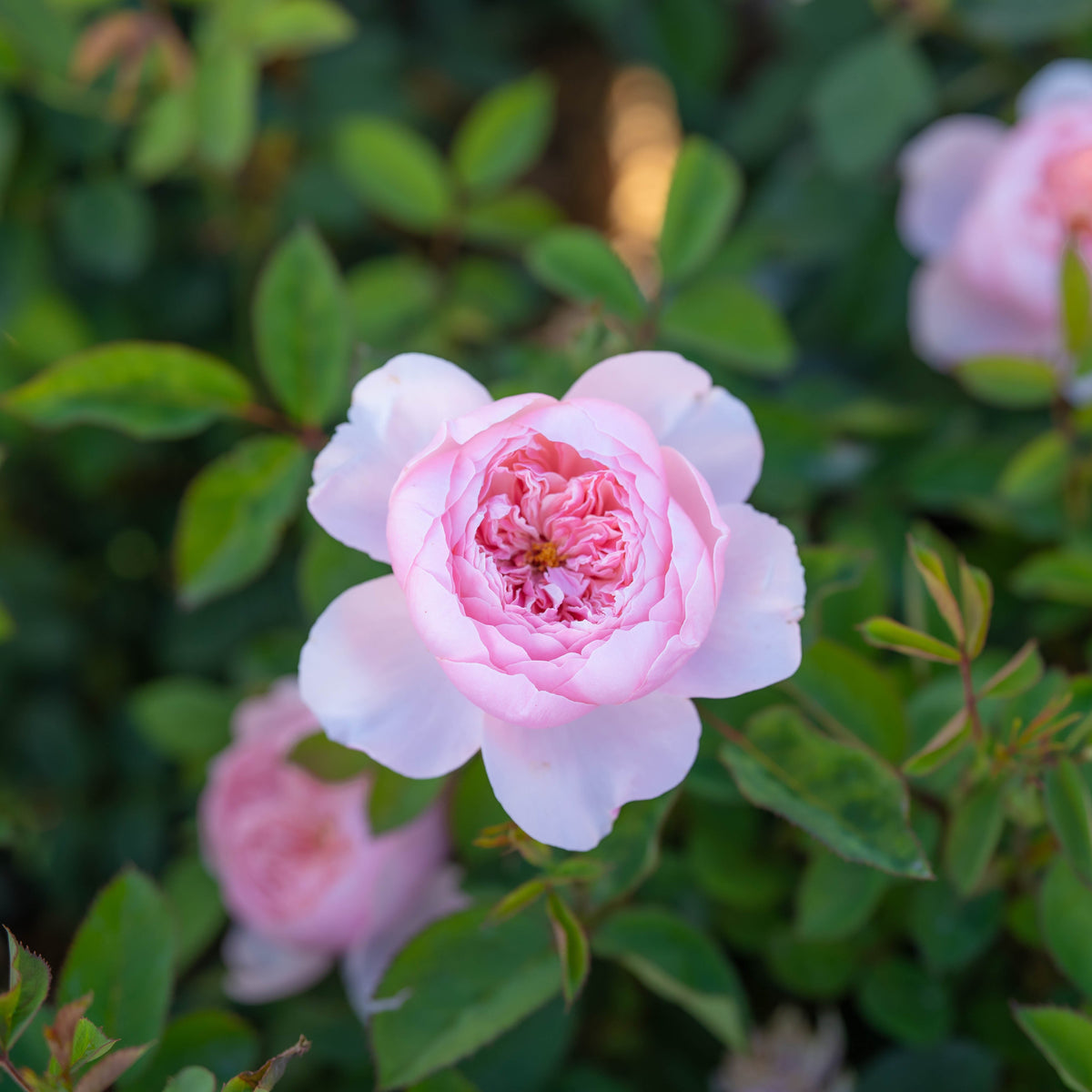 The Alnwick® Rose™  Bare Root Rose Bush