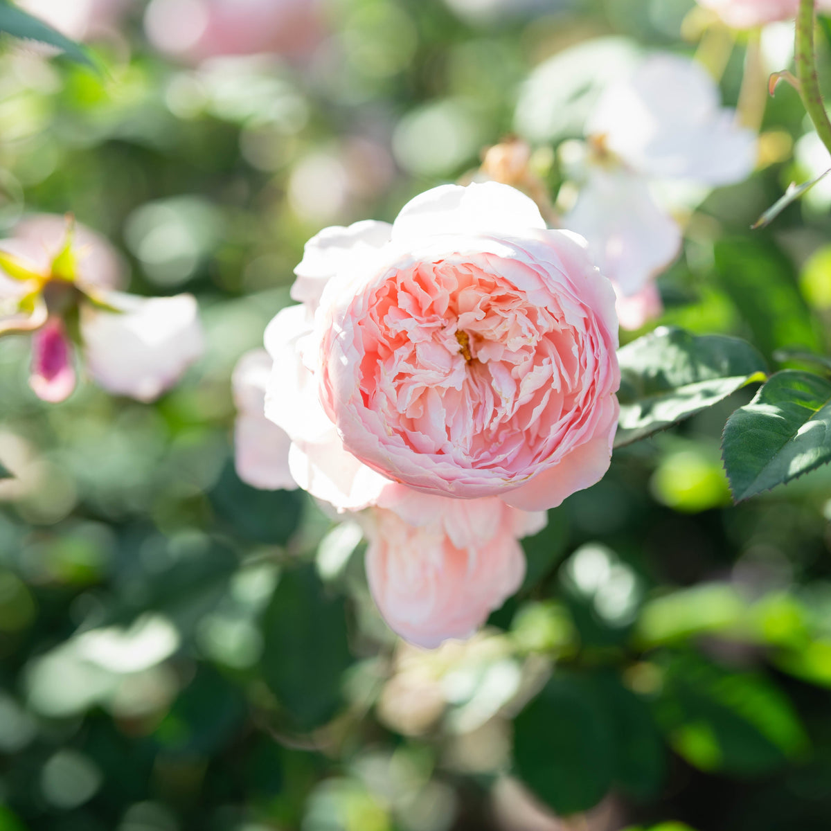 Pink rose with a blurred green and pink background