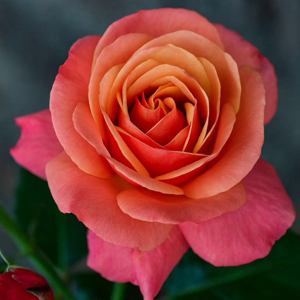 Anna's Promise® Potted Rose Bush