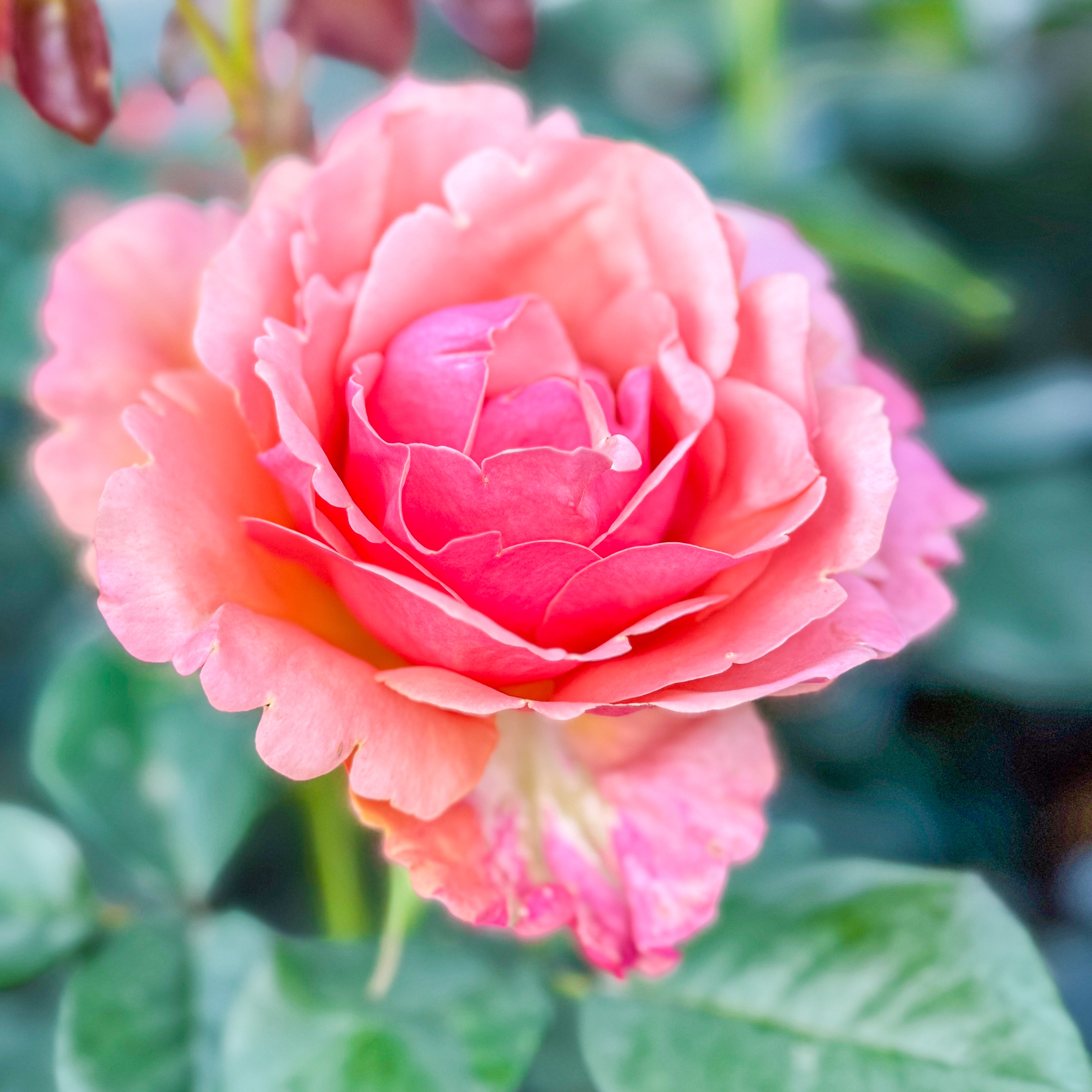 Anna's Promise® Bare Root Rose Bush