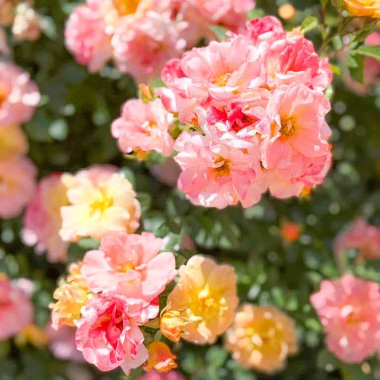 Apricot Drift Potted Rose Bush | Apricot Groundcover Rose | Grace