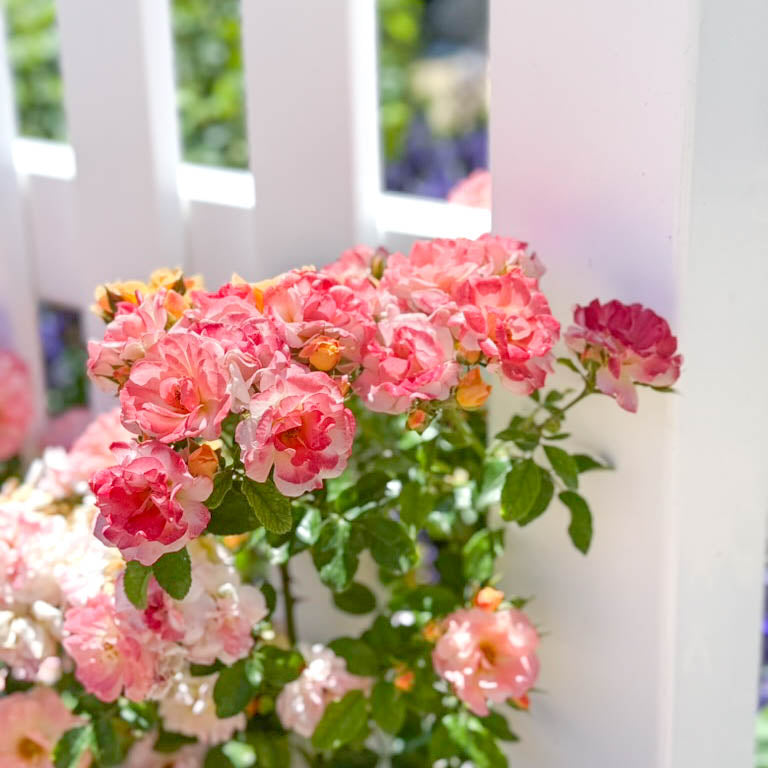 B.A.P Rose Aバージョン Buy Wholesale Dark X-Pression Garden Rose in Bulk - FiftyFlowers