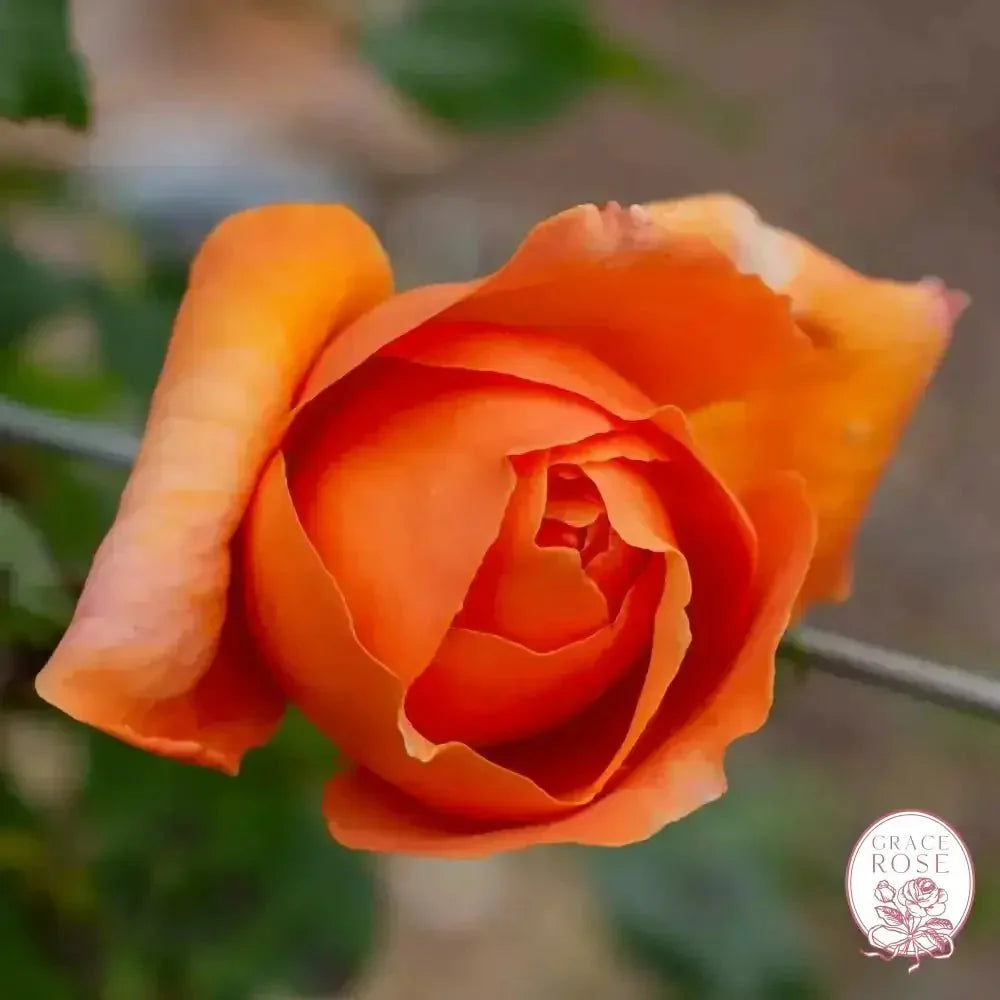 Arborose® Tangerine Skies  Bare Root Climbing Rose