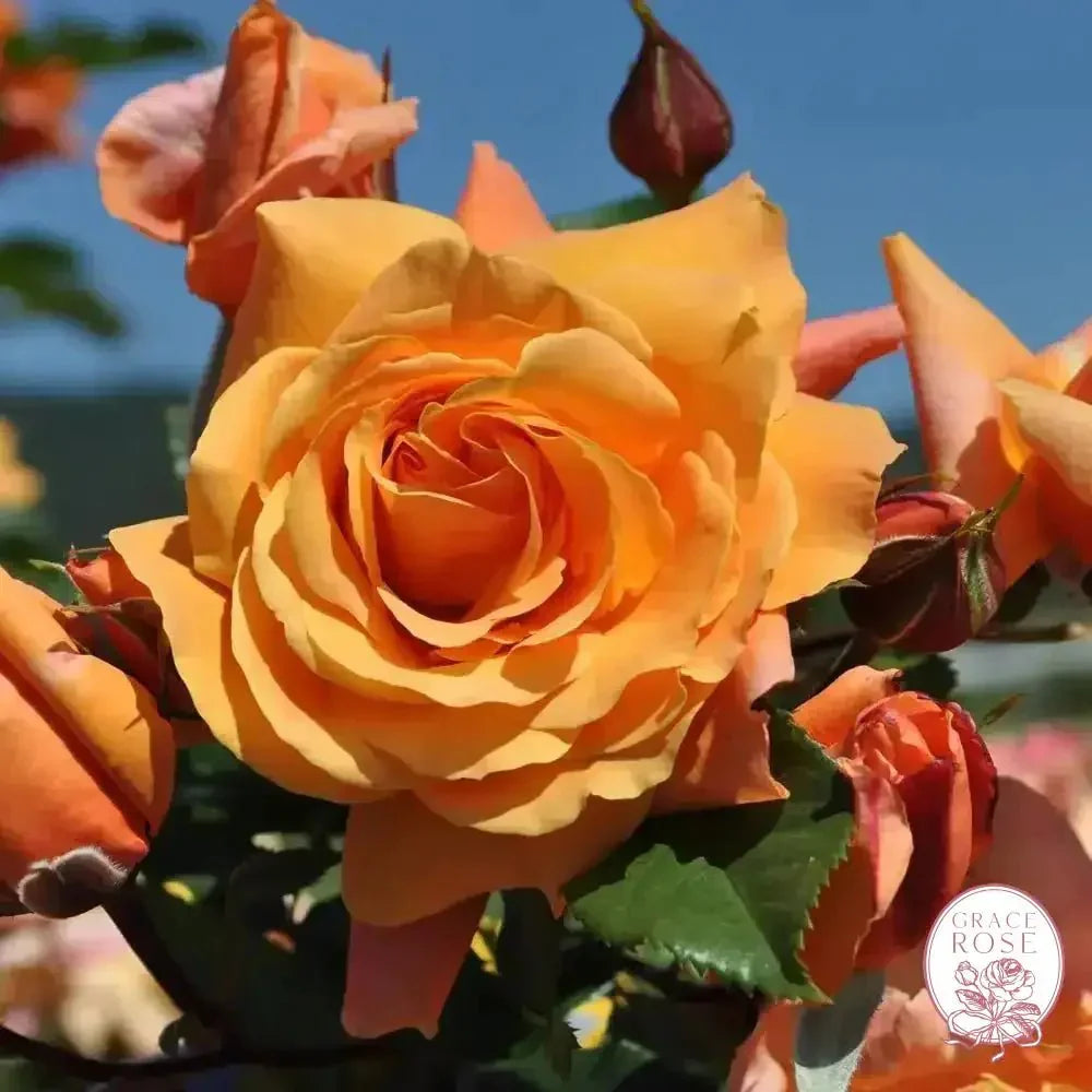 Arborose® Tangerine Skies  Bare Root Climbing Rose