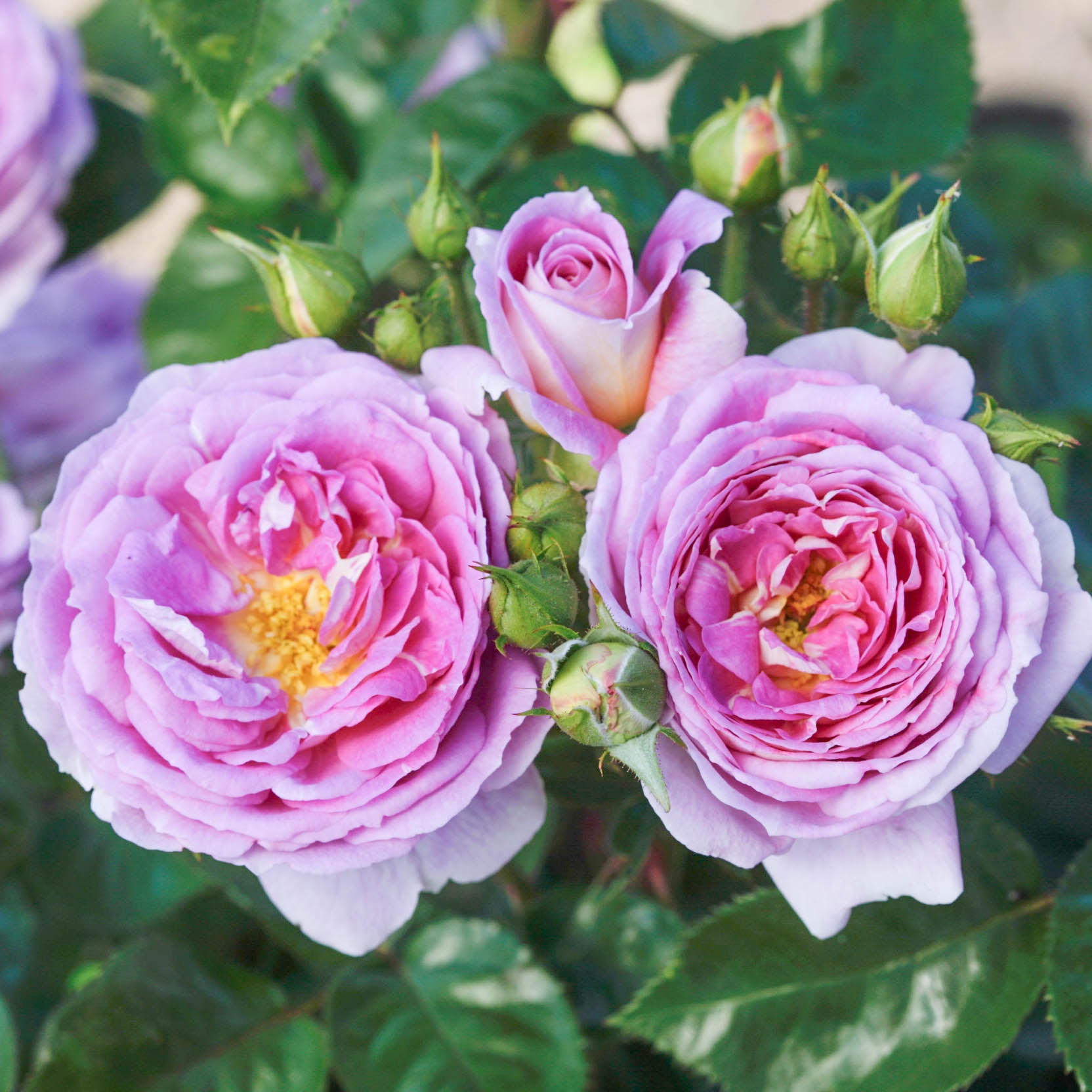 Arctic Blue™ Potted Rose Bush - Grace Rose Farm