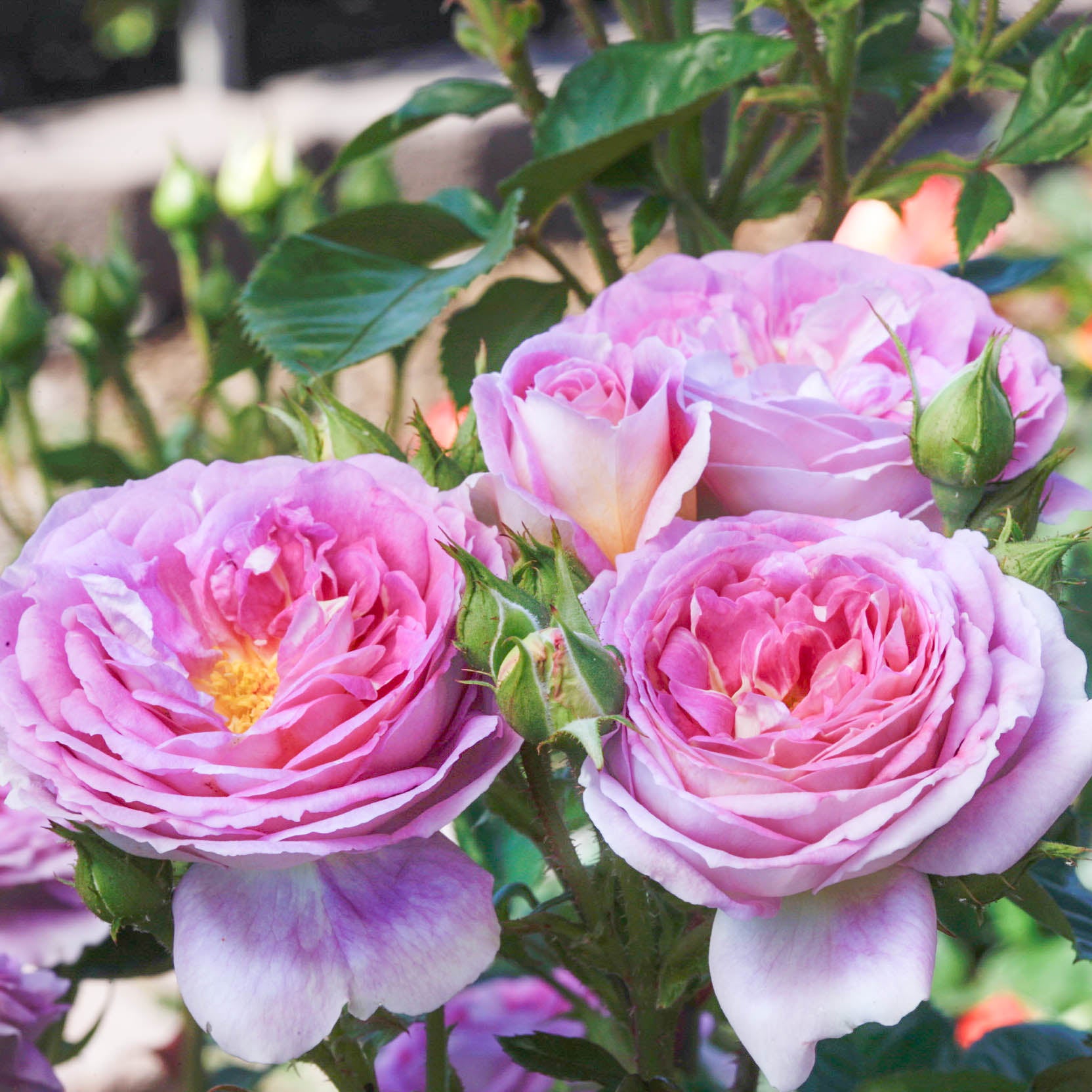 Arctic Blue Rose | Lavender Floribunda Rose | Grace Rose Farm