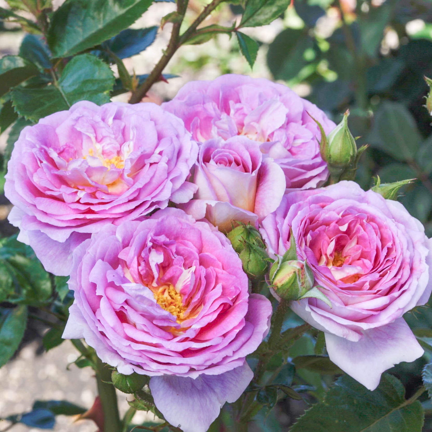 Arctic Blue Tree Rose | Lavender Tree Rose | Grace Rose Farm