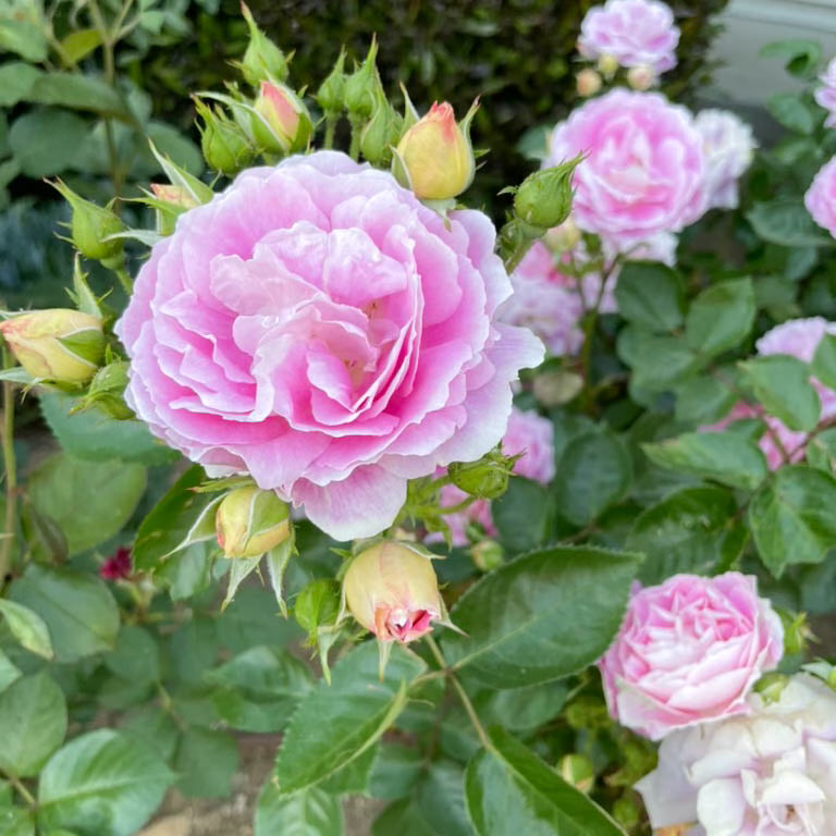 Arctic Blue Tree Rose | Lavender Tree Rose | Grace Rose Farm