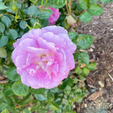 Arctic Blue™ Bare Root Rose Bush