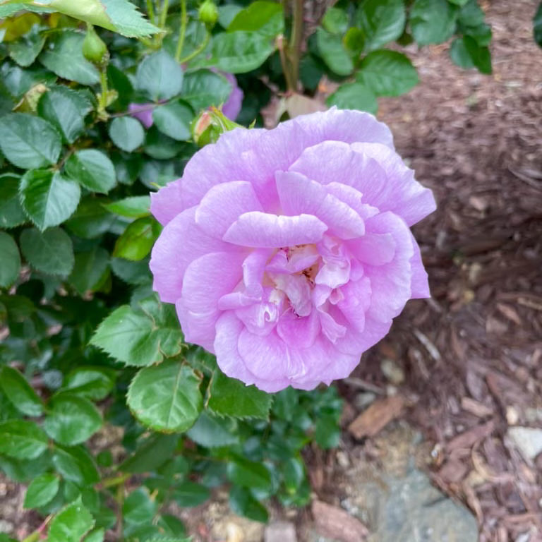 Arctic Blue™ Potted Tree Rose