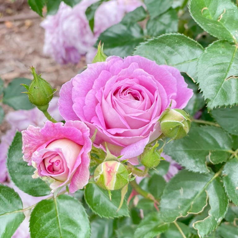 Arctic Blue™ Potted Tree Rose