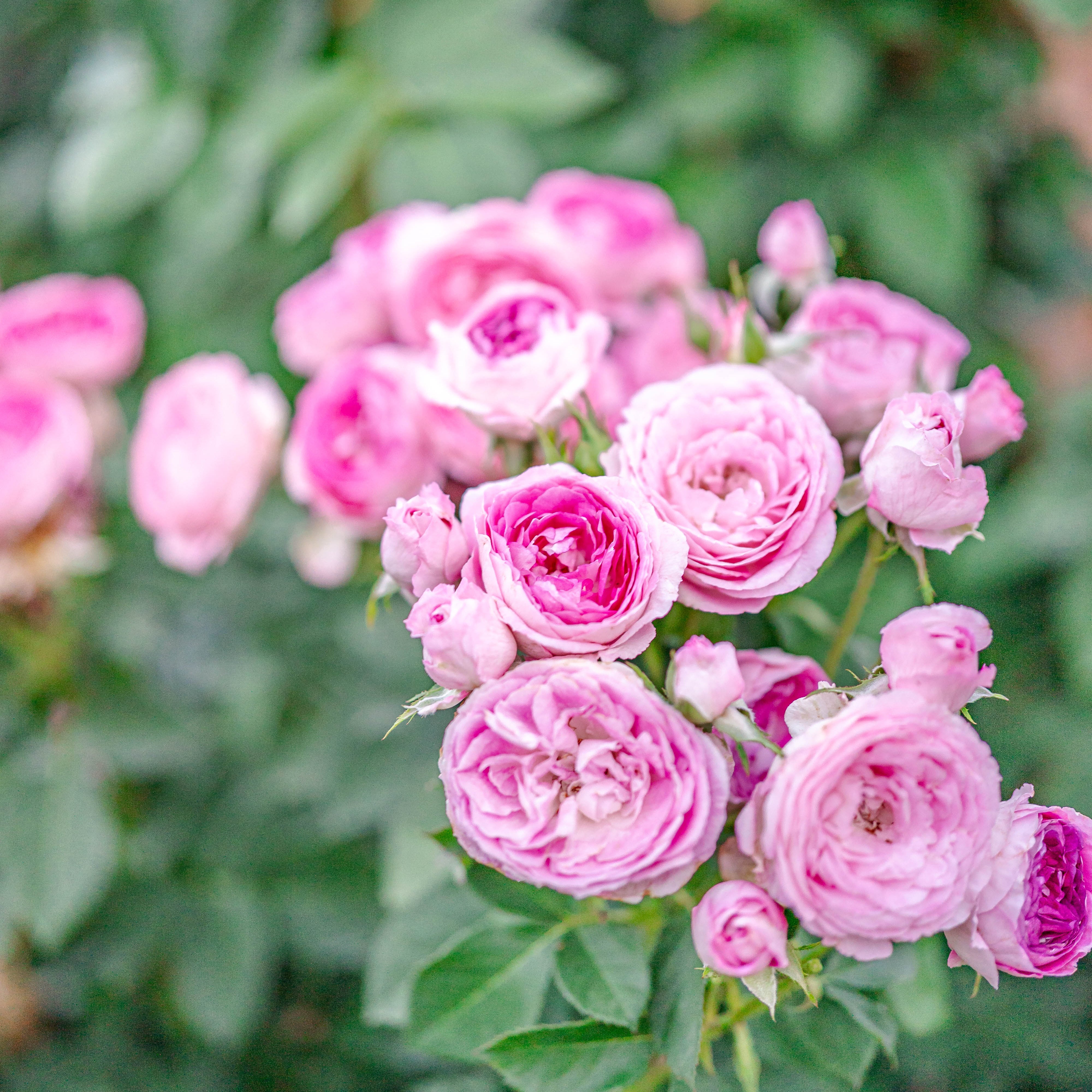 Arctic Blue™ Potted Rose Bush - Grace Rose Farm