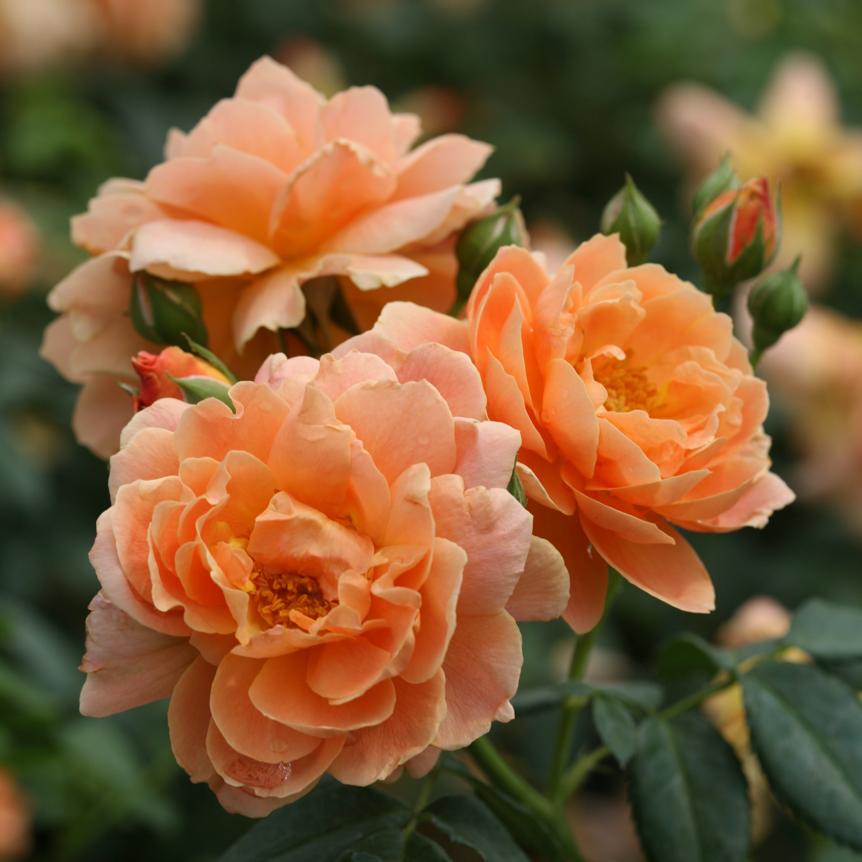 At Last Potted Rose Bush | Fragrant Apricot Shrub Rose | Grace