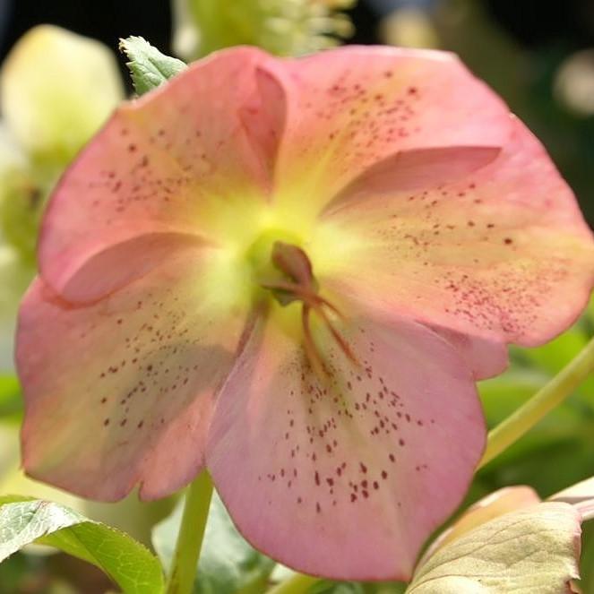 Hellebore Royal Heritage™ Potted Lenten Rose Plant