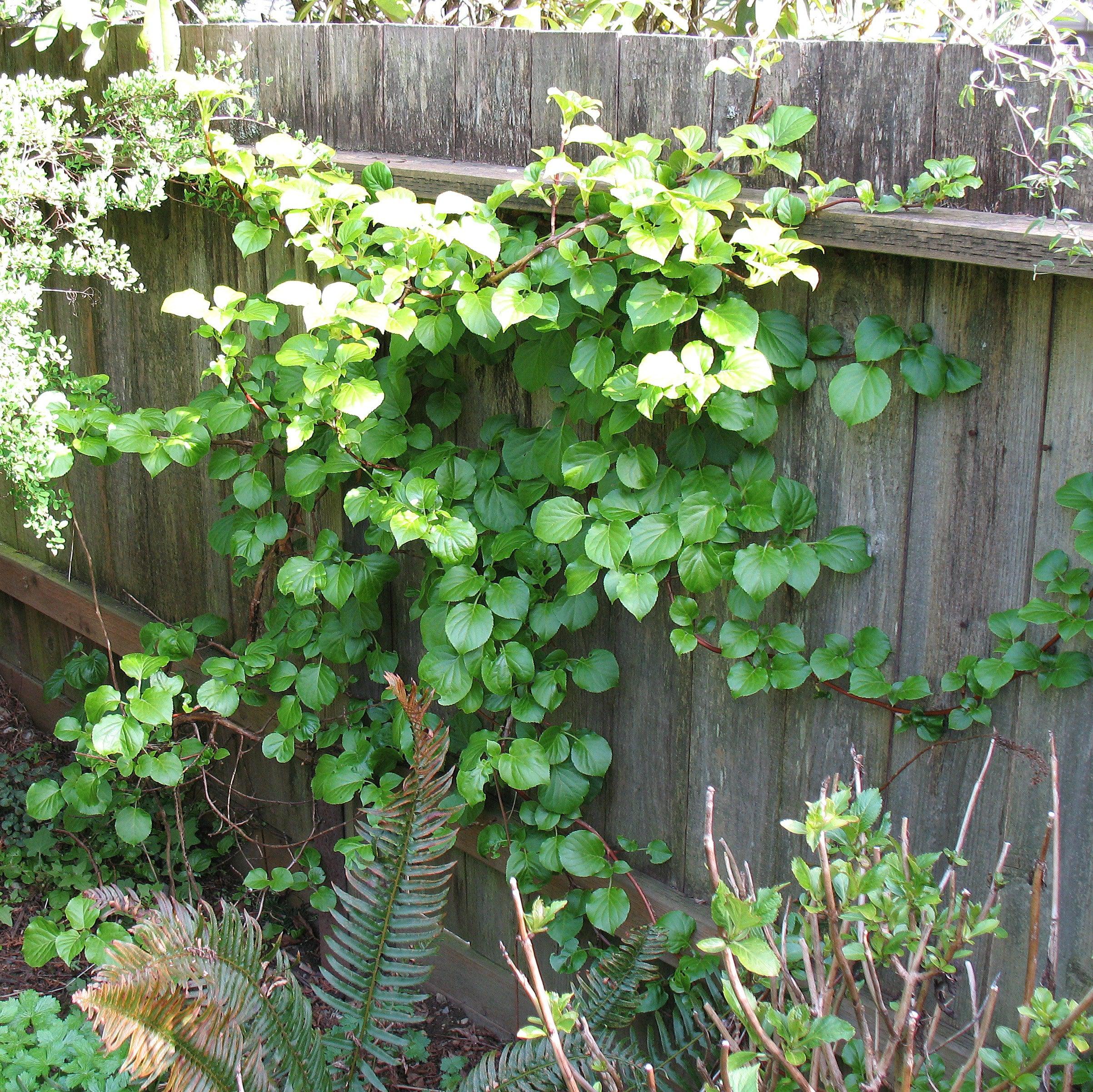 Hydrangea Climbing Potted Climbing Hydrangea